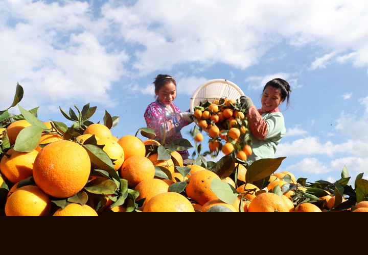 榕江县在推进产业脱贫进程中，充分利用当地土壤和气候条件，大力发展脐橙等优质果品产业，带动群众发展脐橙种植4万余亩。杨成利 摄（贵景网 发）.jpg